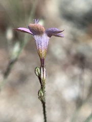 Saltugilia latimeri