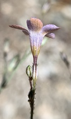 Saltugilia latimeri
