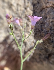 Saltugilia latimeri