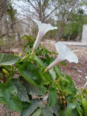Ipomoea anisomeres