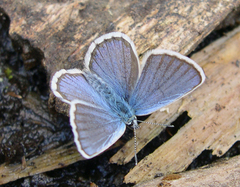 Plebejus idas atrapraetextus