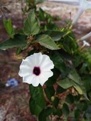 Ipomoea anisomeres