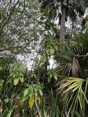 Alstonia macrophylla