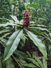 Costus lima