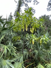 Alstonia macrophylla