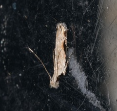 Hypatima