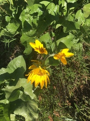 Balsamorhiza