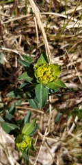 Euphorbia verrucosa