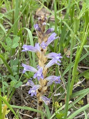 Phelipanche nana