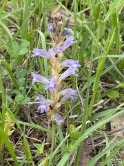 Phelipanche nana