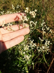 Pfaffia glomerata