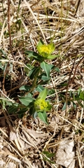 Euphorbia verrucosa