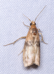 Meroptera cviatella