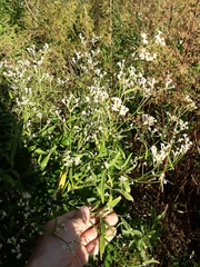 Pfaffia glomerata