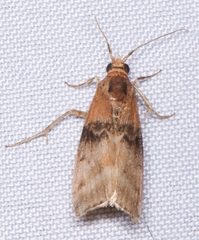 Meroptera cviatella