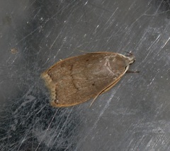 Scythropiodes