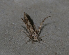 Stathmopoda stimulata
