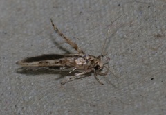 Stathmopoda stimulata