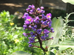 Dichorisandra thyrsiflora