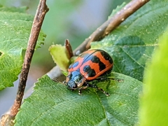 Chrysomela interrupta