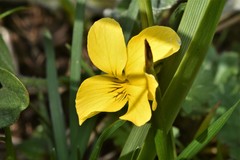 Viola praemorsa