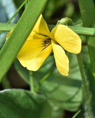 Viola praemorsa