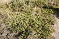 Carpobrotus edulis edulis