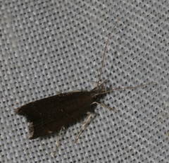 Torodora gemella