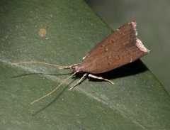 Torodora gemella
