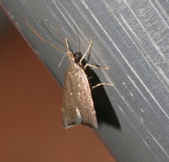Torodora gemella