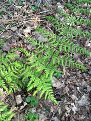 Dryopteris