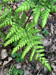 Dryopteris