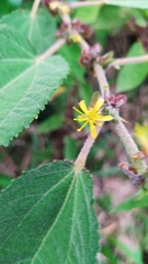 Triumfetta semitriloba