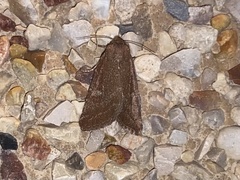 Condica viscosa