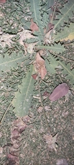 Launaea capitata
