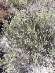 Erica terminalis