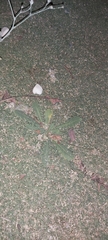 Launaea capitata