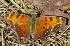Polygonia progne
