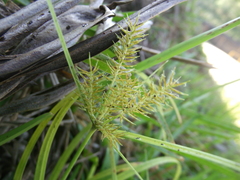 Cyperus thyrsiflorus