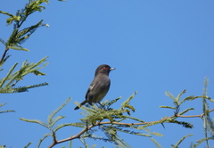 Knipolegus striaticeps