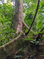 Ceiba pentandra image