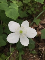 Anemonastrum deltoideum