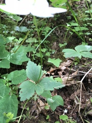 Anemonastrum deltoideum