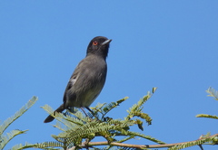 Knipolegus striaticeps