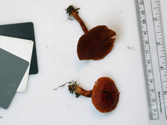 Cortinarius hesleri