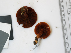 Cortinarius hesleri