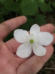 Anemonastrum deltoideum