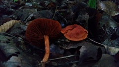 Cortinarius hesleri