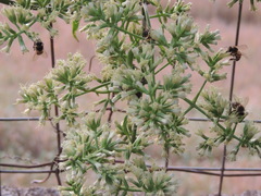 Mikania glomerata