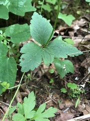 Anemonastrum deltoideum